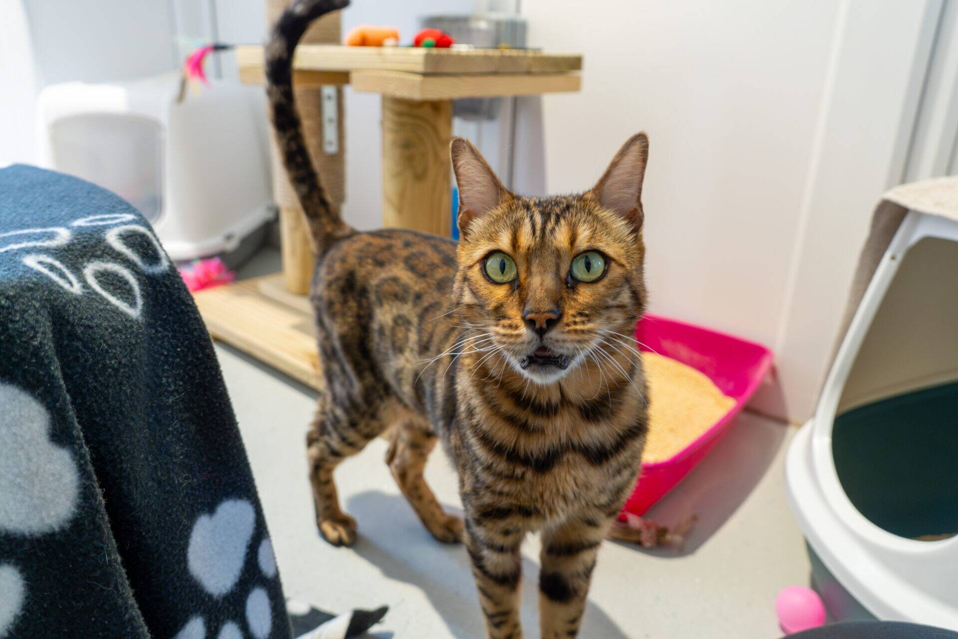 A Bengal cat with green eyes stands on a grey floor near a pink litter tray in a room. There's a black blanket with white paw prints and some cat toys and furniture in the background.