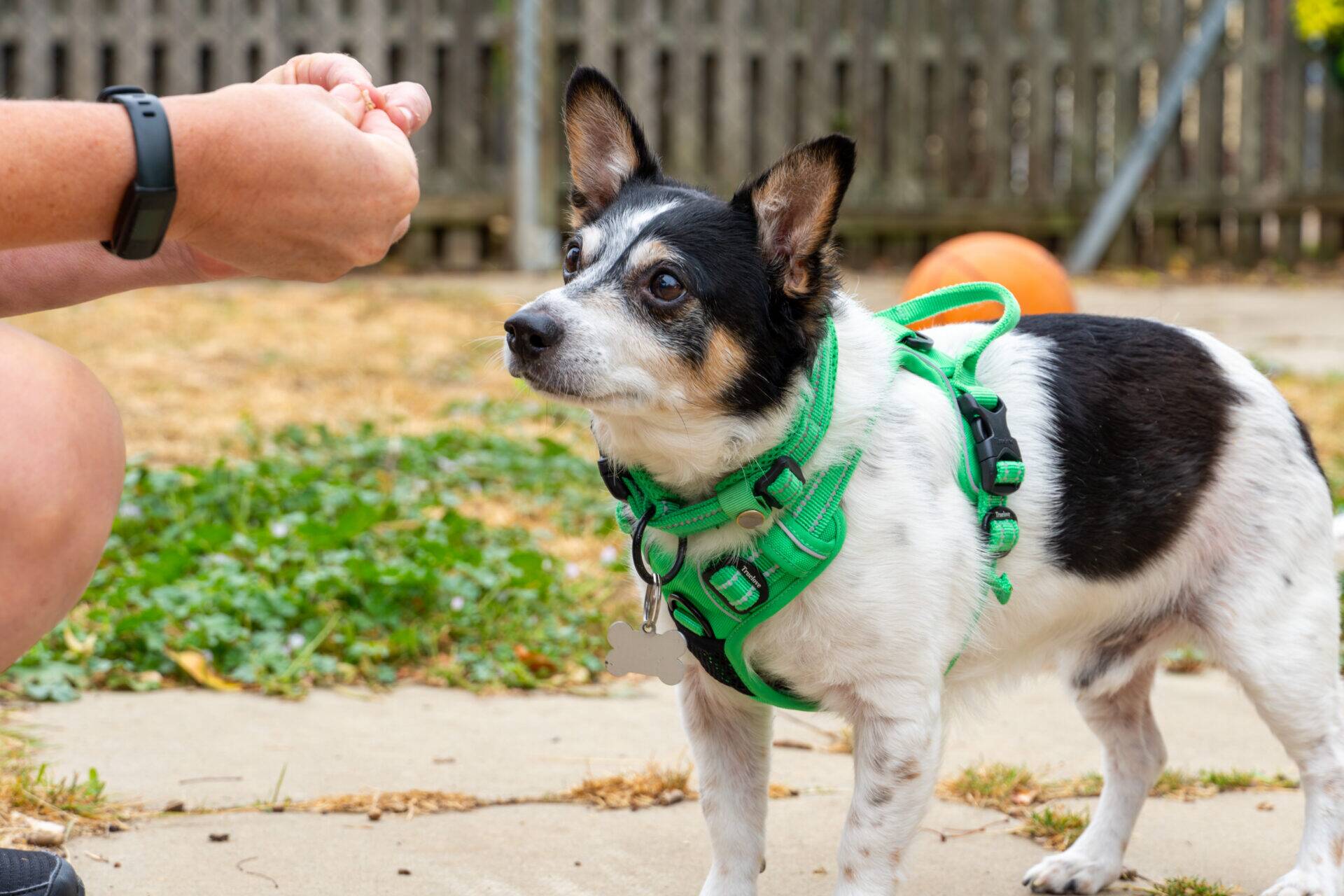 A small black and white dog wearing a green harness looks attentively at a person holding a treat outdoors on a patio.