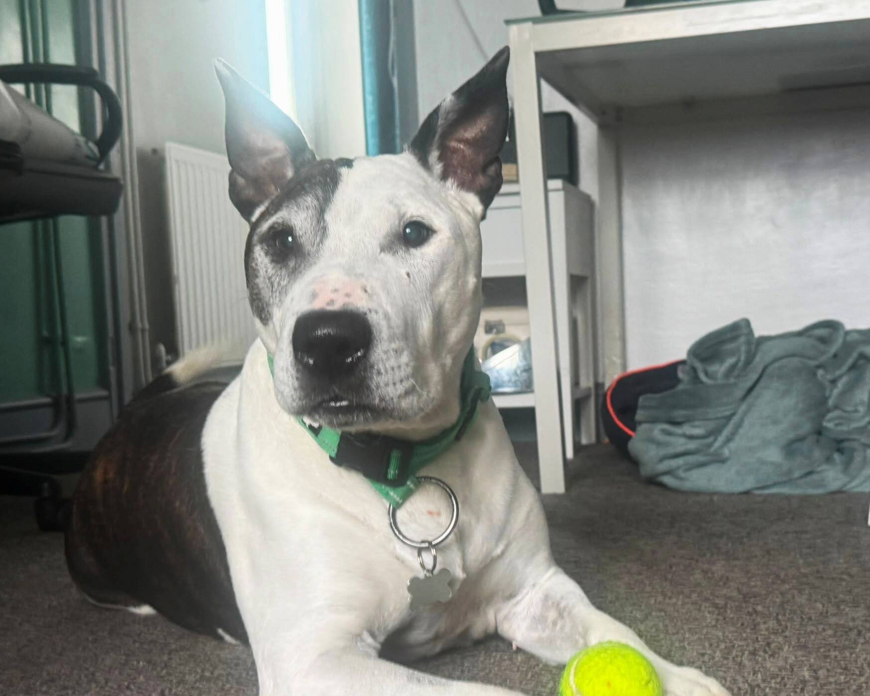 A black and white Staffordshire Bull Terrier with pointed ears lies on the floor, wearing a green collar and resting its paw on a yellow tennis ball. The Buddy dog is indoors near a desk and some clothes.
