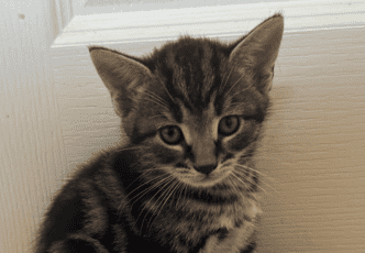 A small tabby kitten with big green eyes sits on tan carpet in front of a white door, looking slightly up at the camera.