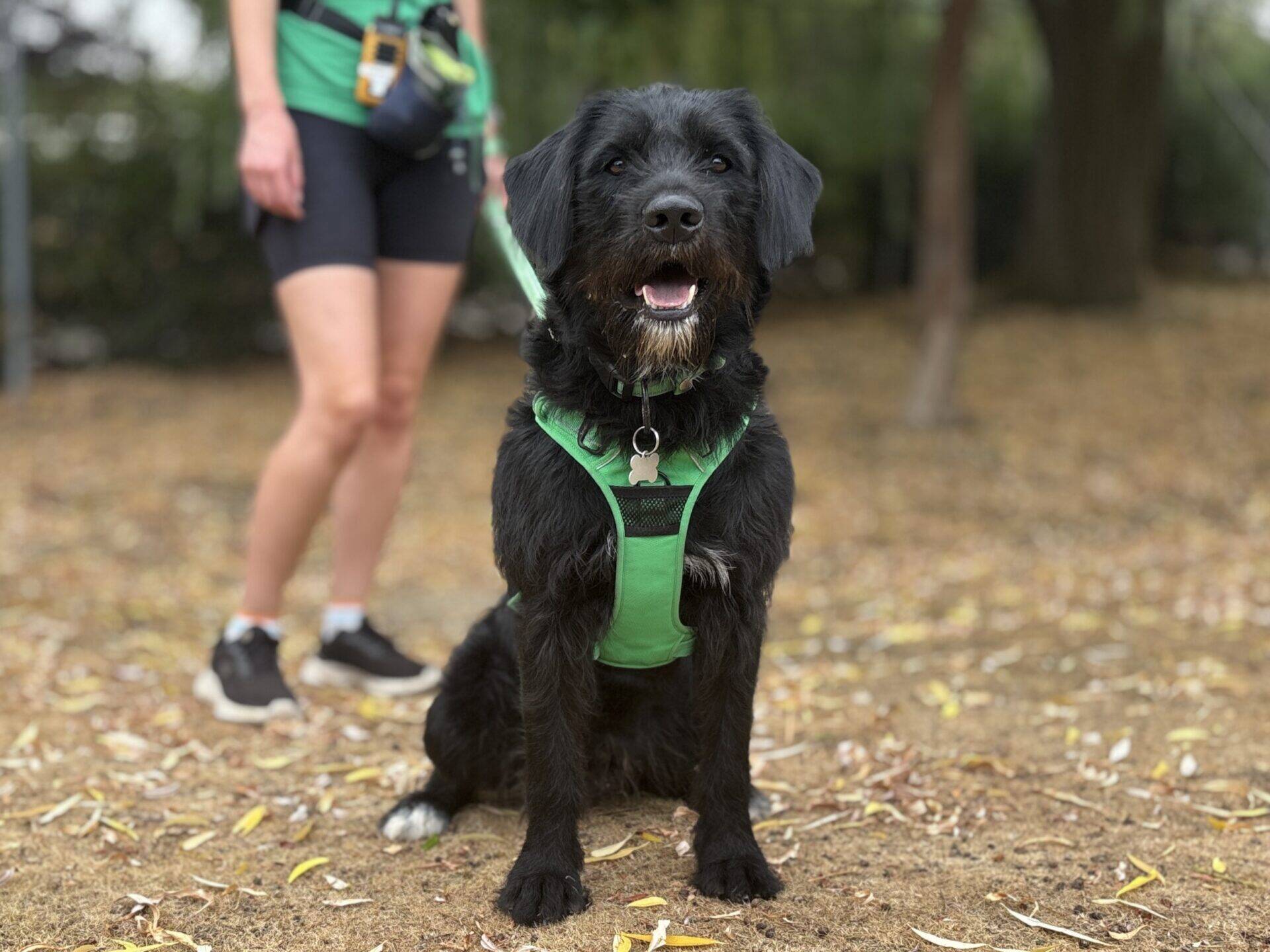 A black dog, Eric the Labradoodle, wearing a green harness sits on brown, leaf-covered ground, looking at the camera. A person in shorts and a green top stands behind, holding Eric’s lead. Trees and greenery are visible in the background.