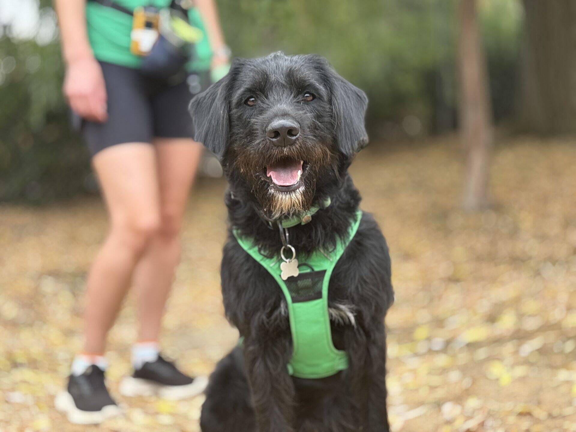 Eric the Labradoodle, a black dog wearing a green harness, sits and smiles outdoors, with a person in sportswear standing blurred in the background among fallen leaves.
