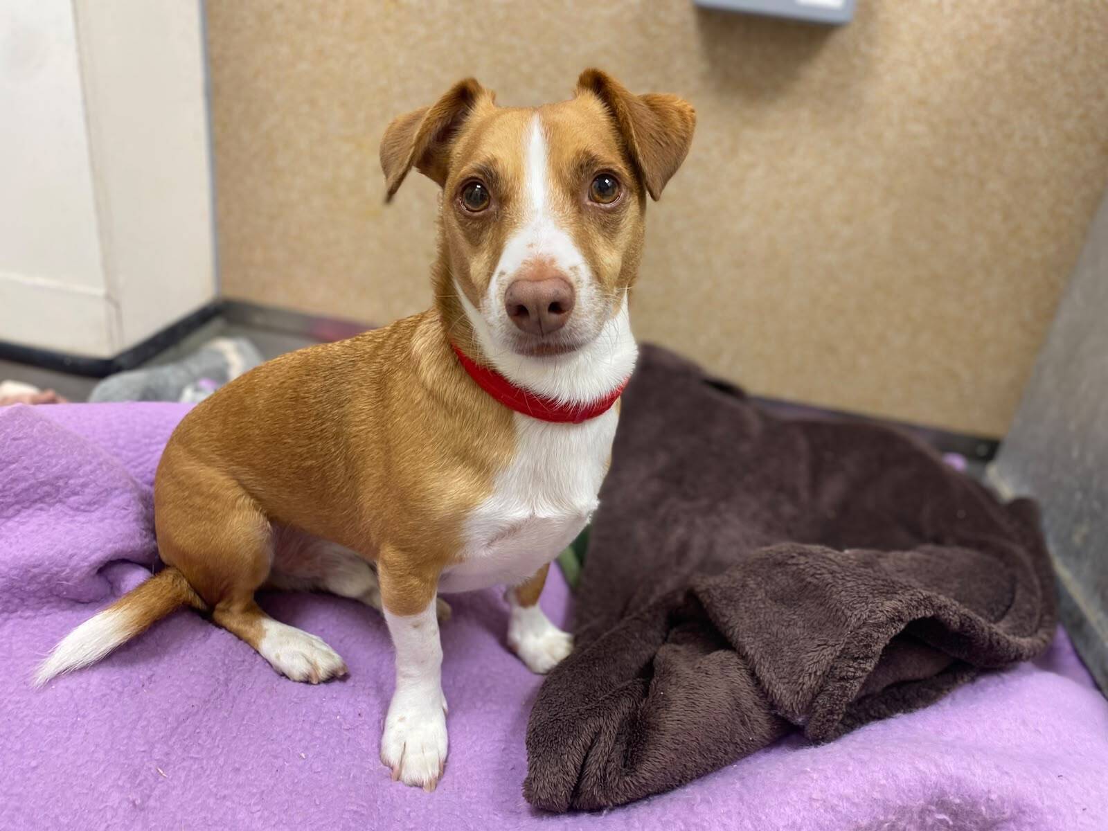 A small brown and white dog with a red collar sits on a purple blanket next to a brown blanket, looking up with alert ears in an indoor setting.