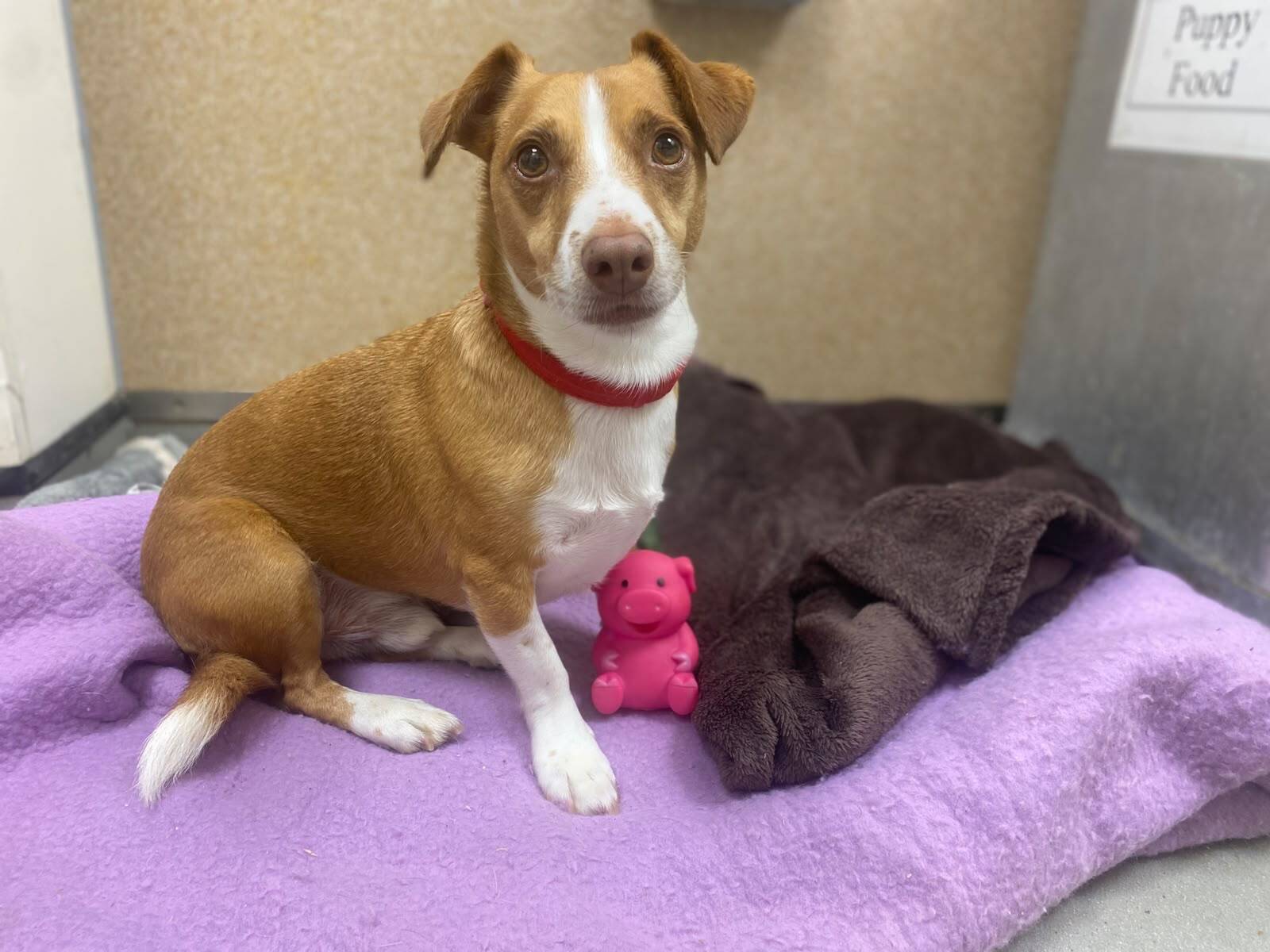 A brown and white dog with a red collar sits on a purple blanket next to a pink pig toy in a cosy room.