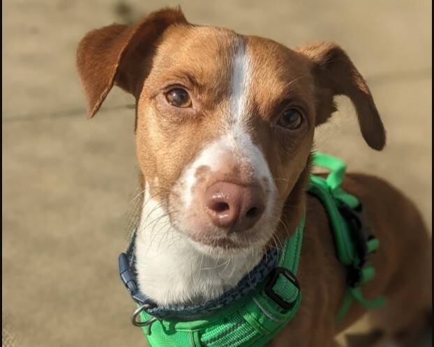 Small brown dog with white markings on its face and chest, wearing a bright green harness and looking directly at the camera with one ear flopped down. The background is blurred pavement.