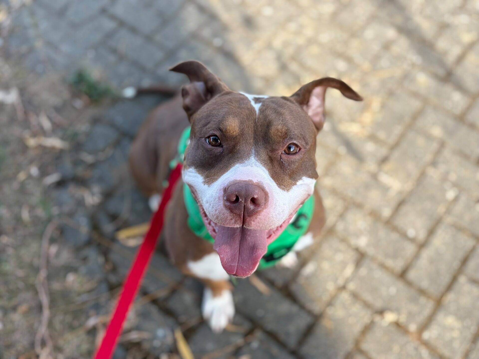 A brown and white dog with a green bandana sits on a paved path, looking up with its tongue out, attached to a red lead.