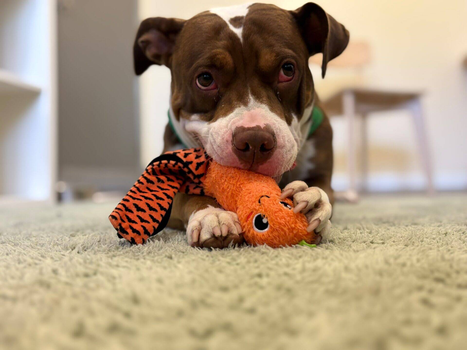 A brown and white dog lies on a carpet, holding an orange and black plush toy in its mouth, looking up with wide eyes.