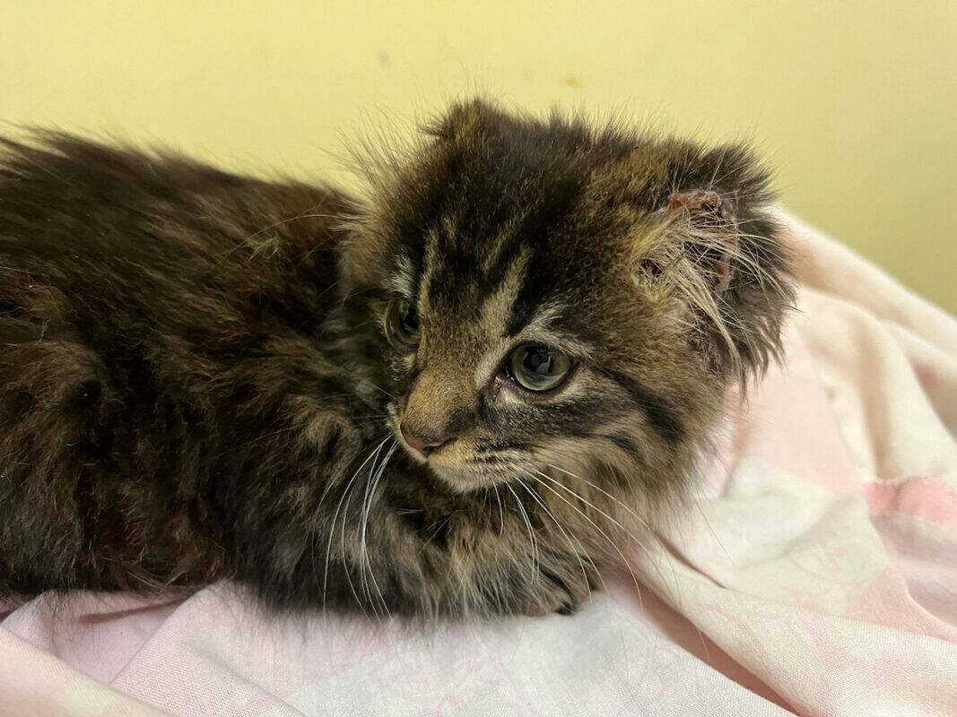 A fluffy, dark brown tabby kitten lies on a light pink and white blanket, resembling a little bunny as it looks off to the side with a calm expression. The background is a plain, light-colored wall.