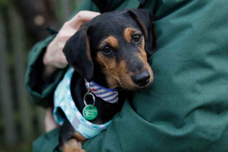 Dachshund dog Tinkerbell, The Dog House Season 5