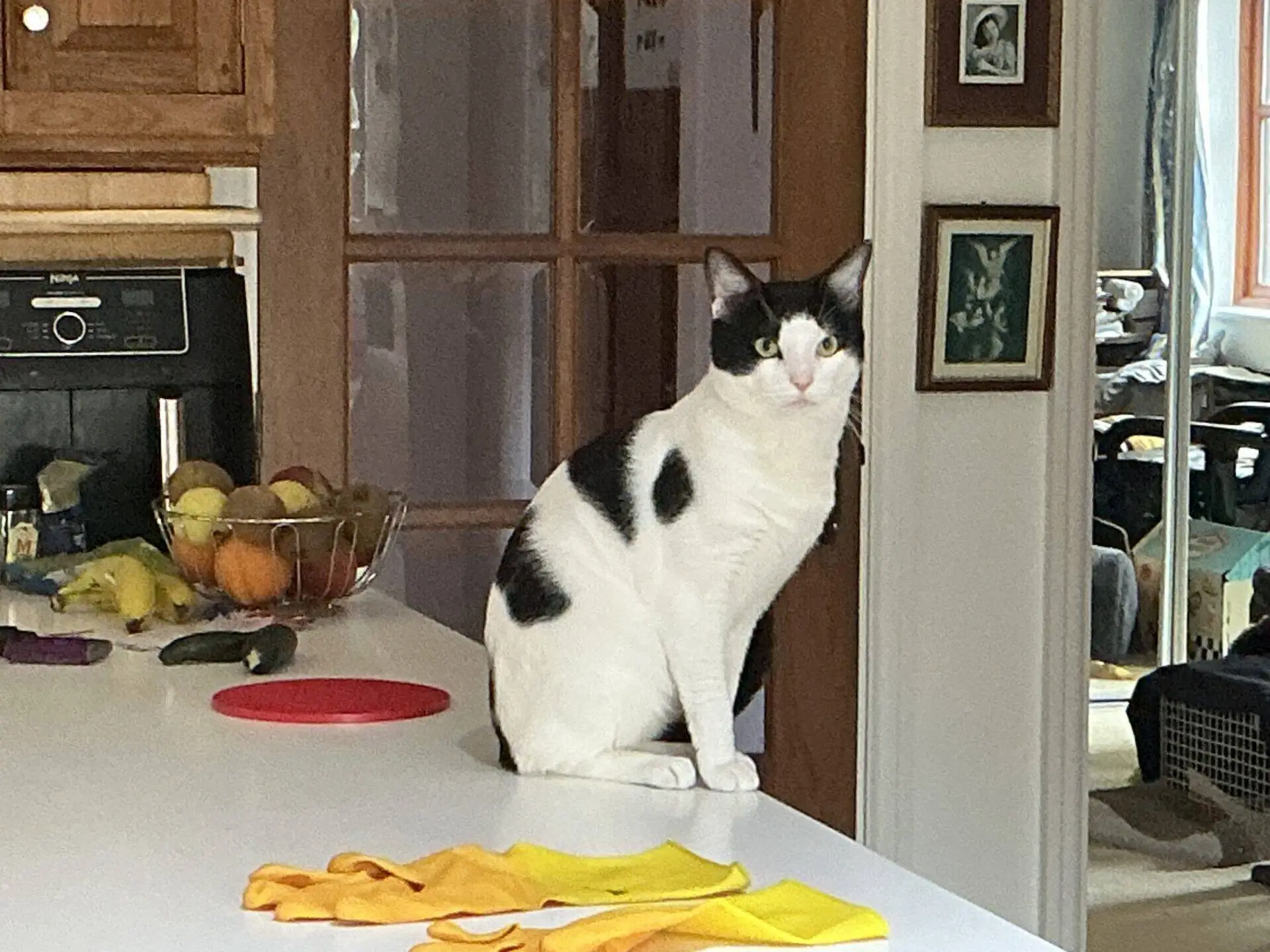 A black and white cat sits alertly on a white kitchen worktop near a bowl of fruit and yellow cleaning cloths, with wooden cupboards and framed photos in the background.