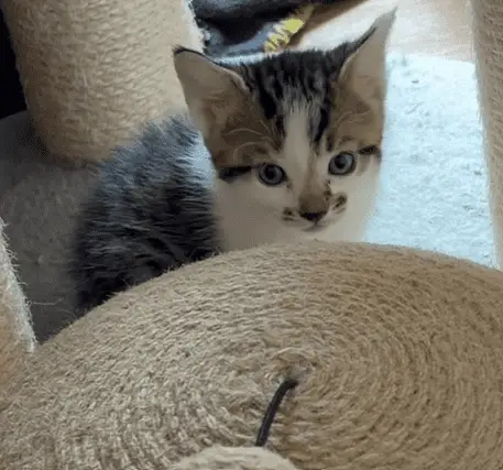 A small tabby and white kitten with blue eyes sits next to a beige sisal-wrapped cat scratching post, looking up curiously.