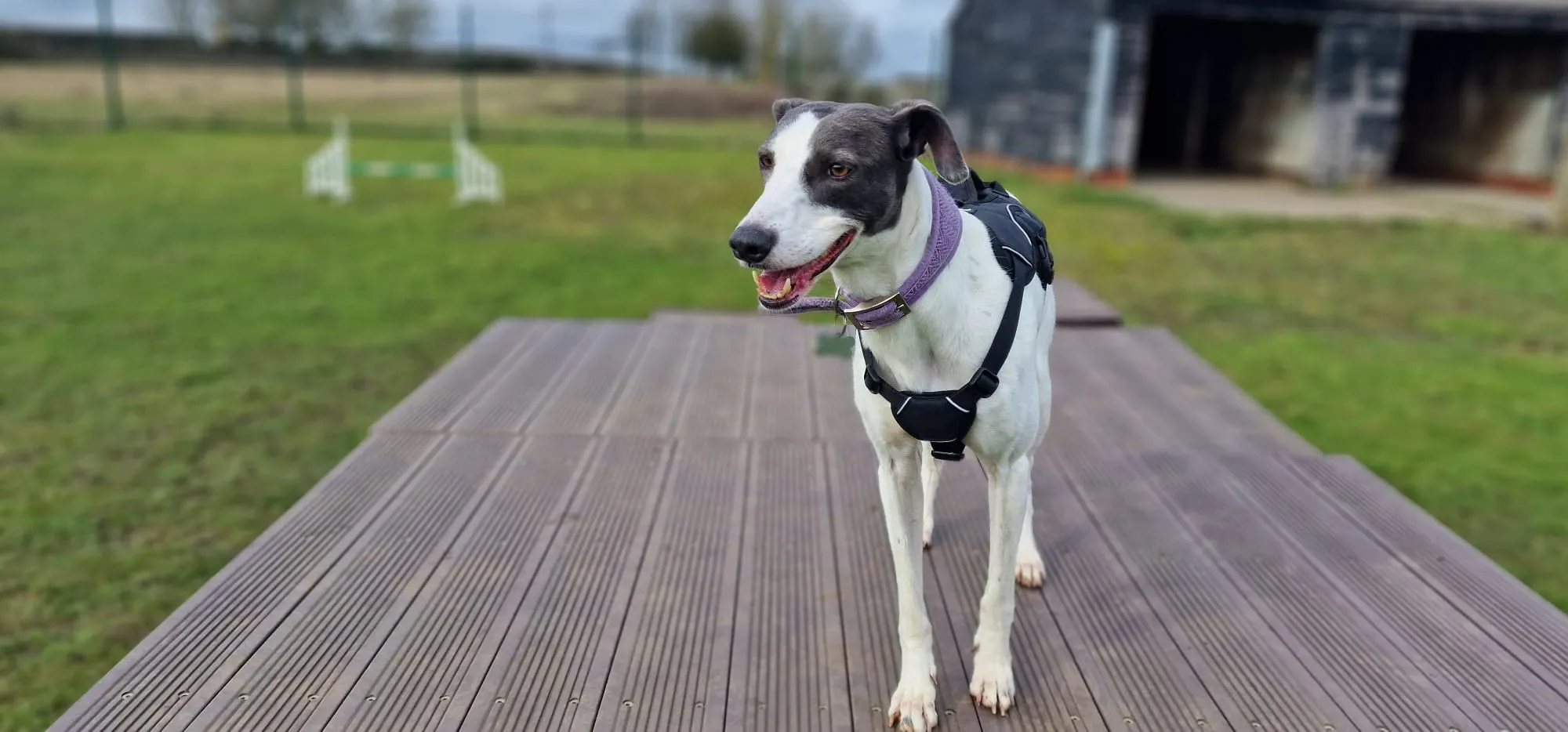 A white and grey lurcher wearing a harness stands on a wooden platform outdoors, with a grassy field, agility equipment, and a dark building in the background.