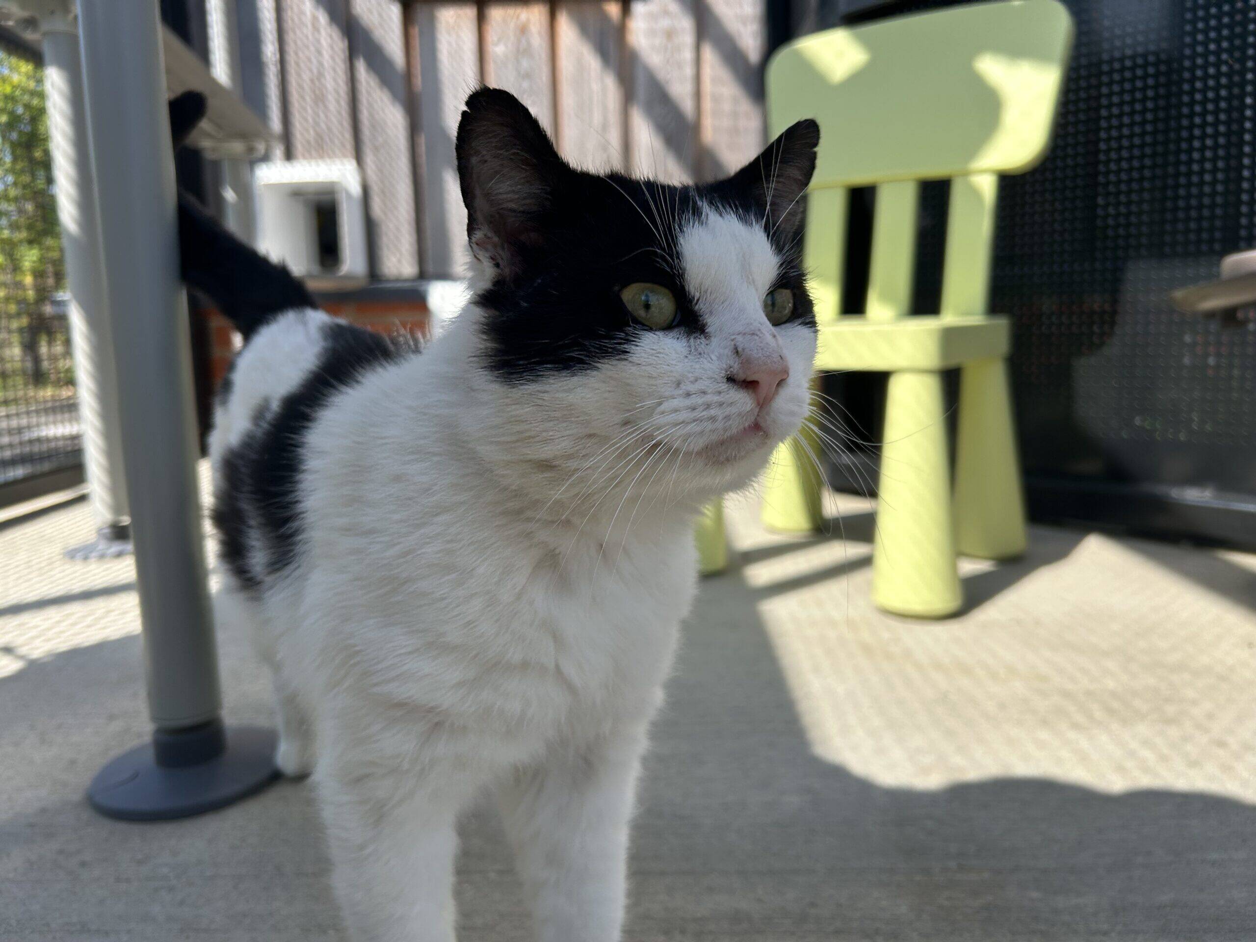 A black and white cat stands outside on a sunny patio, with a green chair and some garden furniture in the background.