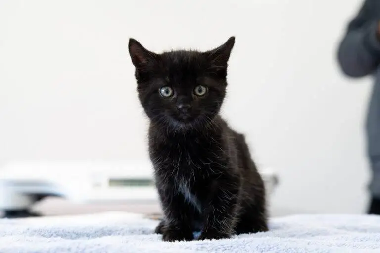 A small black kitten with green eyes sits on a light blue towel, looking directly at the camera. The background is softly blurred and white.