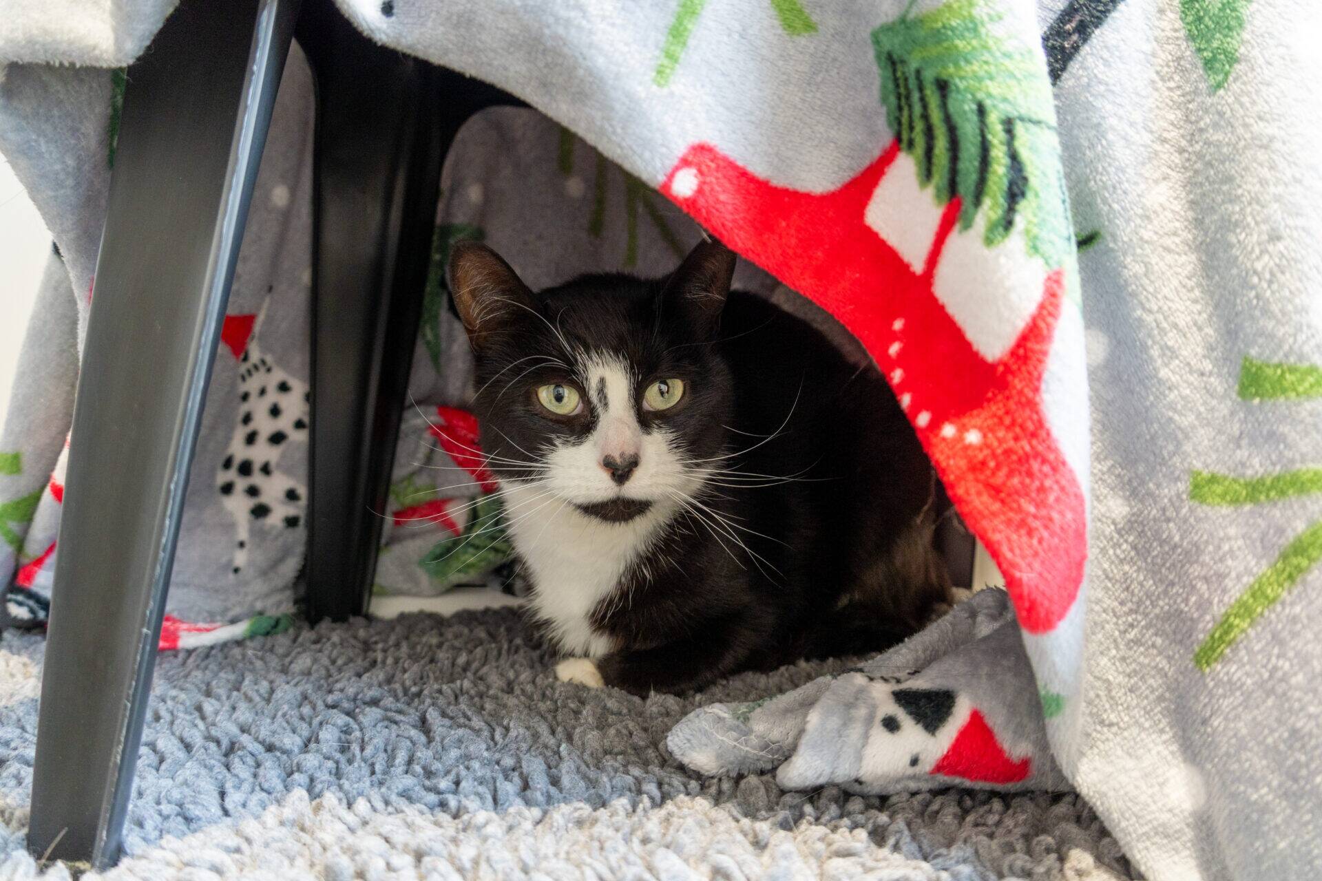 A black and white cat sits under a chair draped with a festive blanket, peeking out with wide eyes. The floor is covered with a soft, grey rug.
