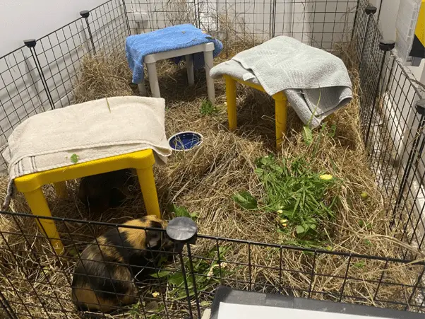 A cosy guinea pig enclosure features hay flooring, two adorable guinea pigs, tables covered with towels, a blue water bowl, and fresh greens scattered inside a wire pen—showing why many wonder: how many guinea pigs should you keep for their happiness?.