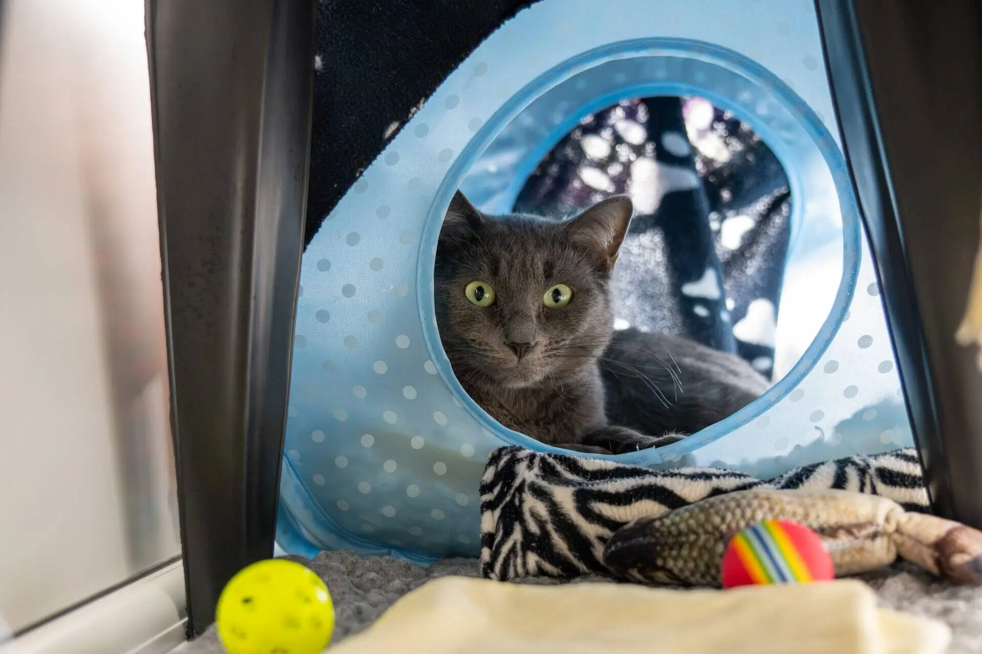 A grey cat with green eyes sits inside a blue polka-dot cat tent, surrounded by various toys including a yellow ball, a rainbow-striped ball, a zebra-striped plush, and a fish-shaped toy.
