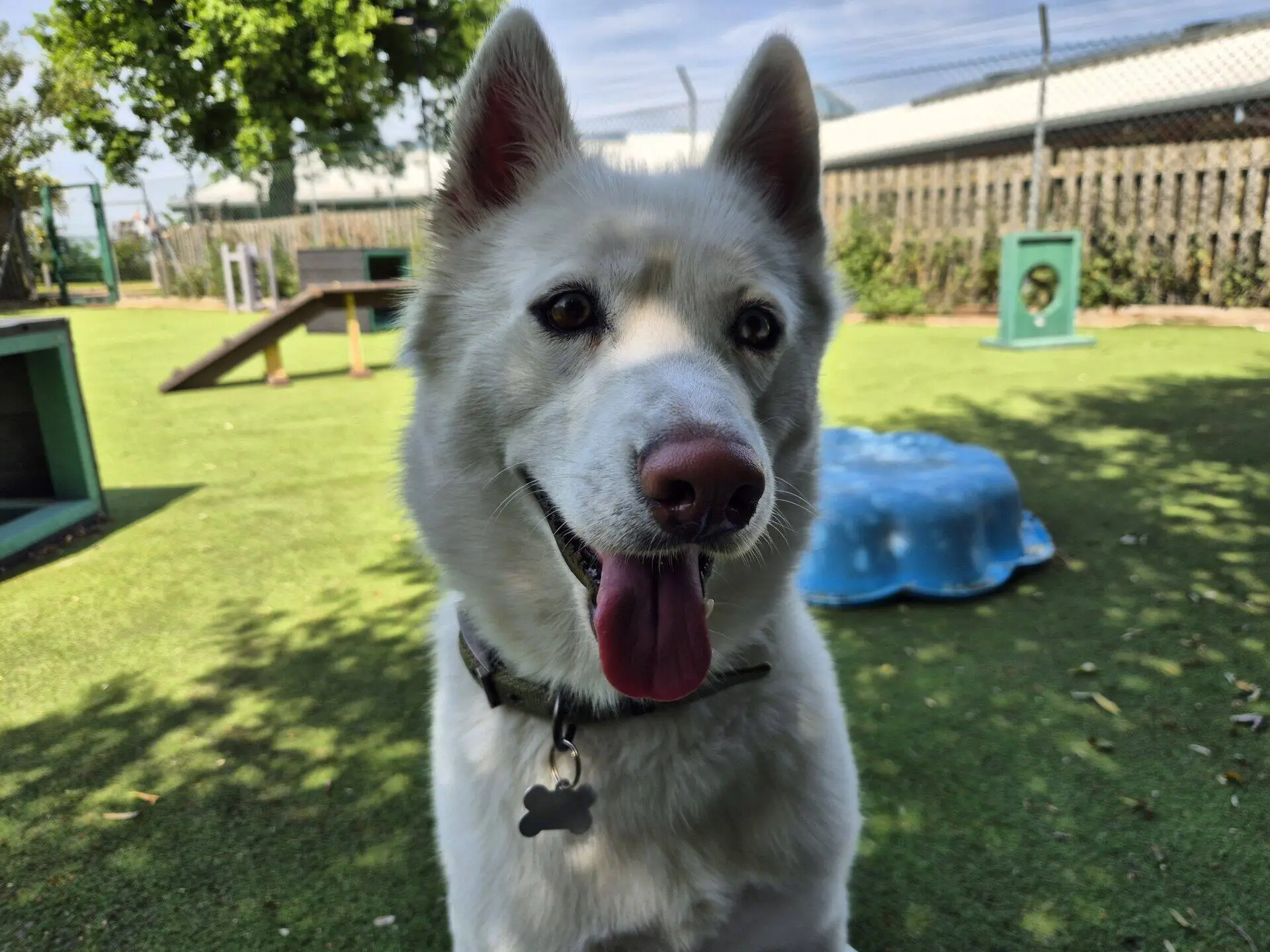 A white dog with pointed ears and a pink nose sits on grass in a sunny outdoor area, tongue out and wearing a collar with a bone-shaped tag. Play equipment and a fence are visible in the background.