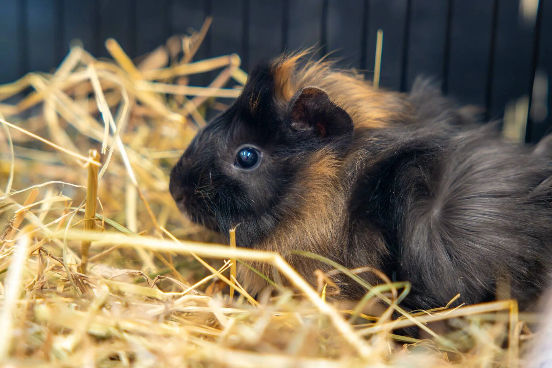 A long-haired black and brown guinea pig sits on a bed of straw, facing left, with a dark background behind it.