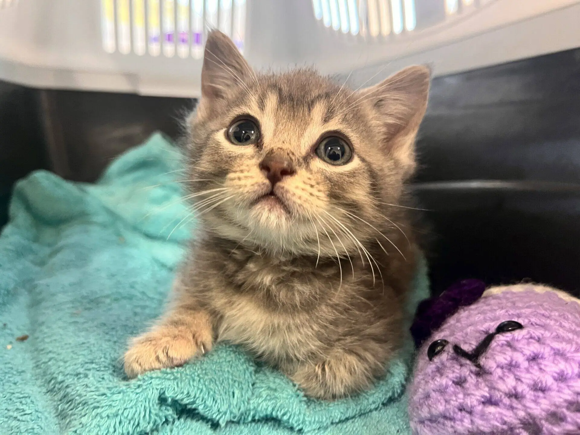 A small grey tabby kitten with wide eyes lies on a turquoise blanket in a crate, next to a purple and white crocheted toy.