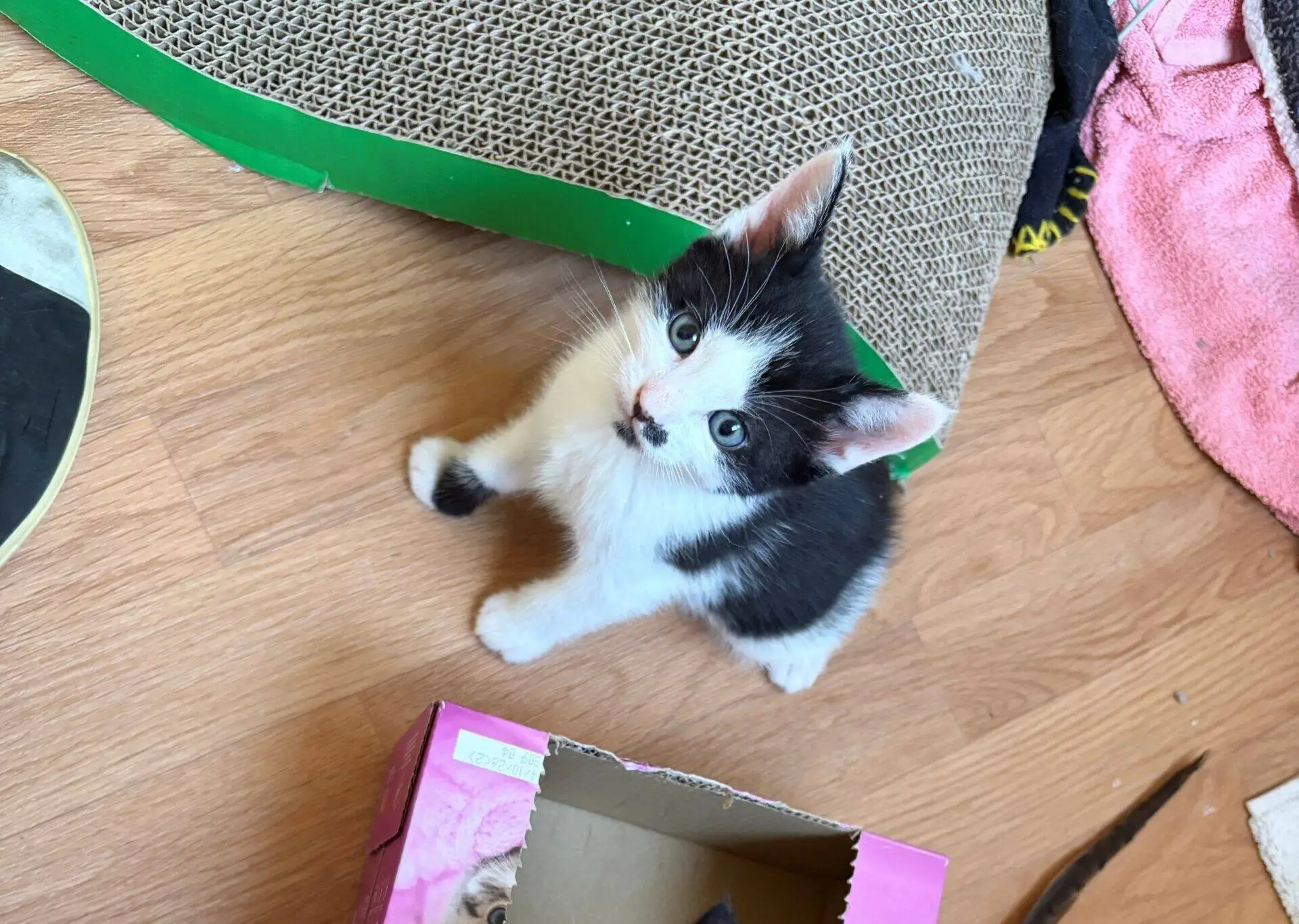 A black and white kitten with blue eyes looks up while sitting on a wooden floor next to a cardboard box, a pink towel, a cat scratcher, and part of a shoe.