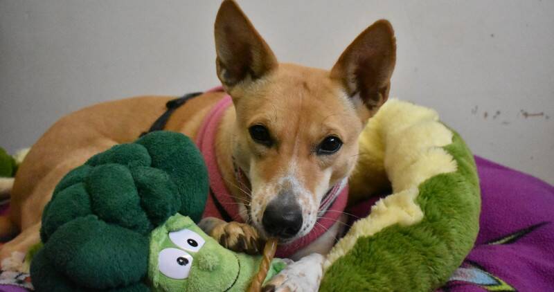 A dog sitting in a dog bed