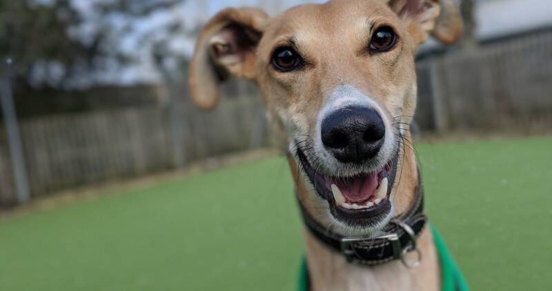 A close up image of a tanned dog