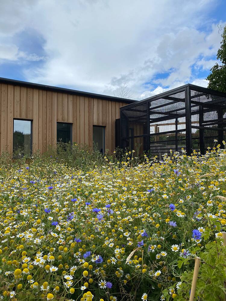 A sustainable field of yellow and white wildflowers, dotted with blue blooms, flourishes in front of the cattery building and a large black metal structure beneath a partly cloudy blue sky.