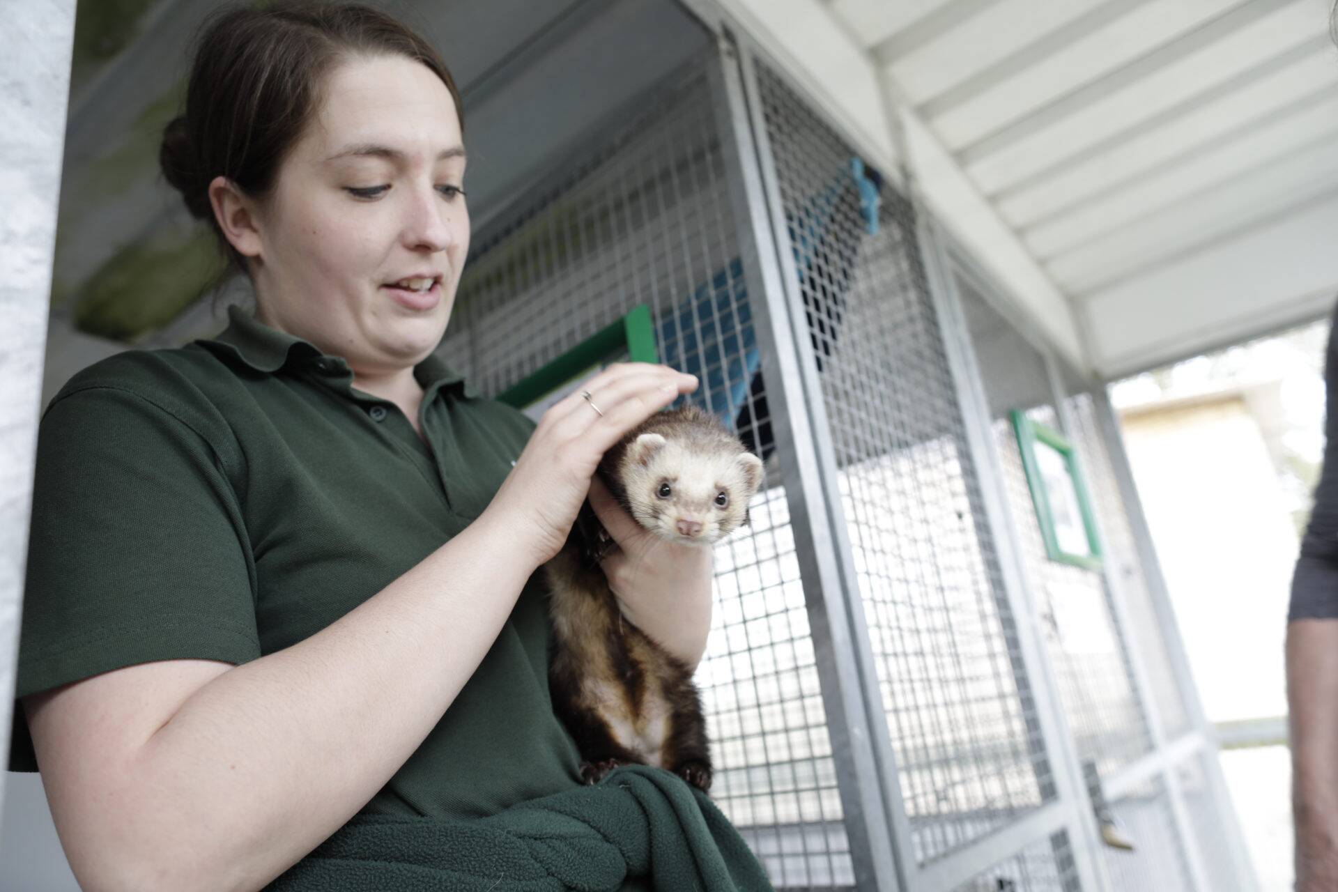 A woman in a green shirt gently holds and strokes a ferret in front of metal animal enclosures inside a bright, covered area.