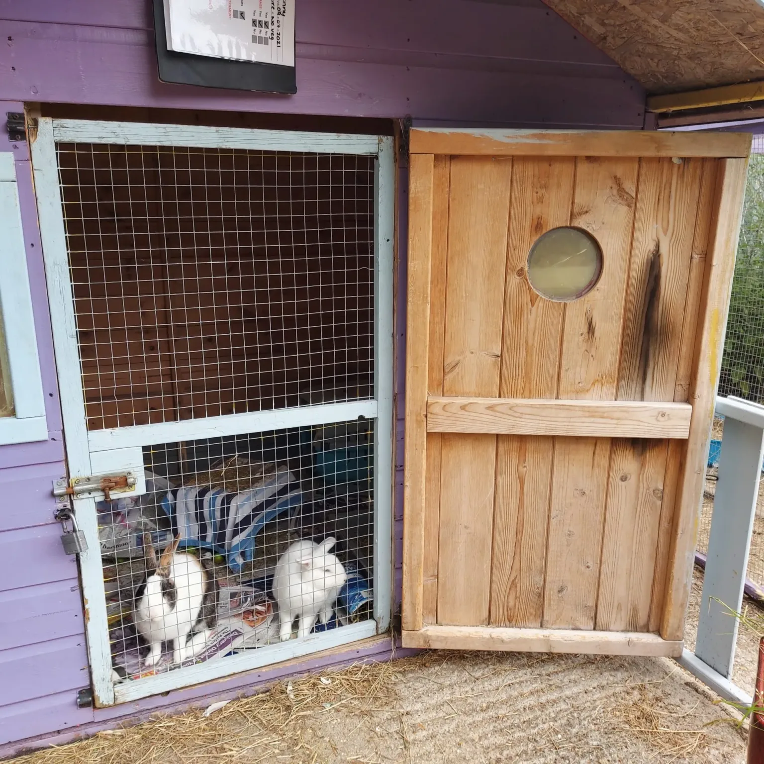 Two rabbits are inside a purple wooden shed for rabbits behind a wire mesh door. The main wooden door is open, showing a circular window. A blanket and some hay are spread on the floor of the hutch.