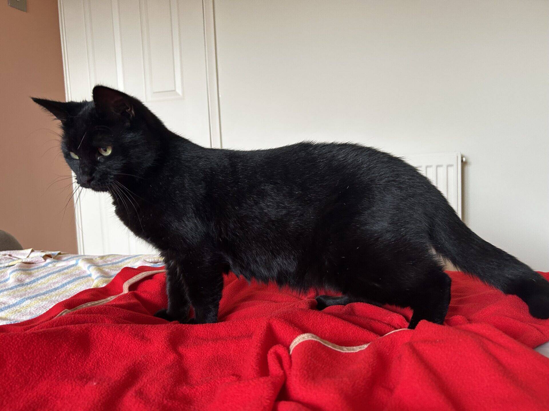 A black cat stands on a red blanket atop a bed, looking to the left. The background includes a white door, pale walls, and a radiator.