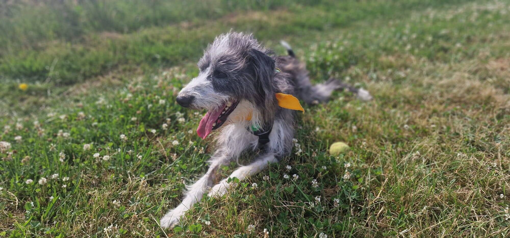 Max, a scruffy grey and white lurcher cross dog, lies in a grassy field panting happily. A tennis ball sits nearby as the sun shines, creating a relaxed and cheerful outdoor scene.