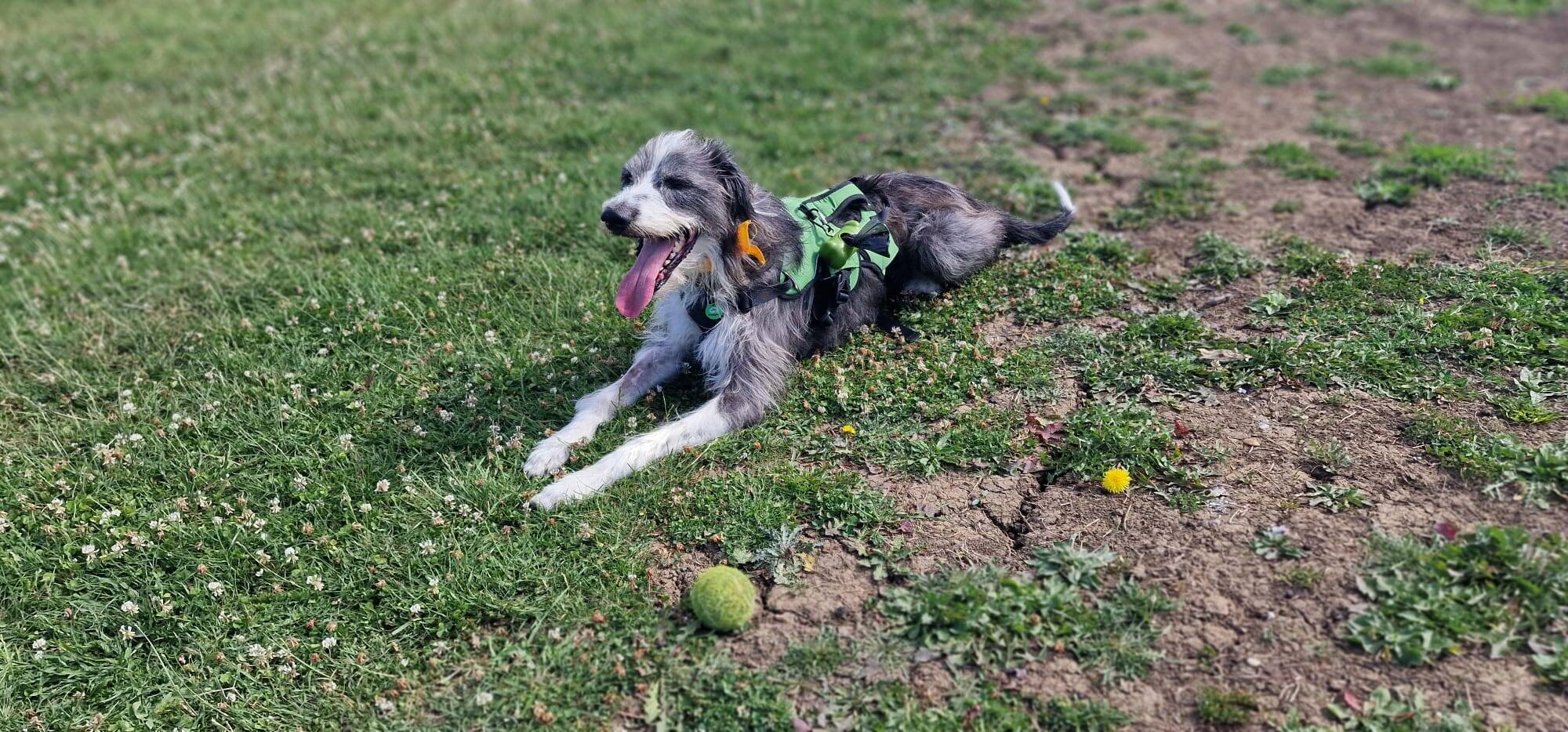 A happy, shaggy Max lurcher cross dog wearing a green harness lies on the grass with its tongue out, next to a worn tennis ball, in a park area with both grass and earth patches.