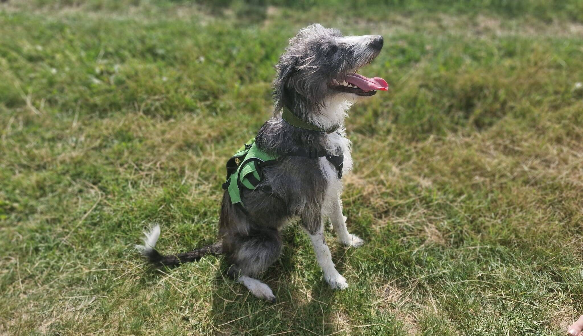Max, a shaggy black and white lurcher cross dog wearing a green harness, sits on the grass with his mouth open and tongue out, looking up and appearing happy on a sunny day.