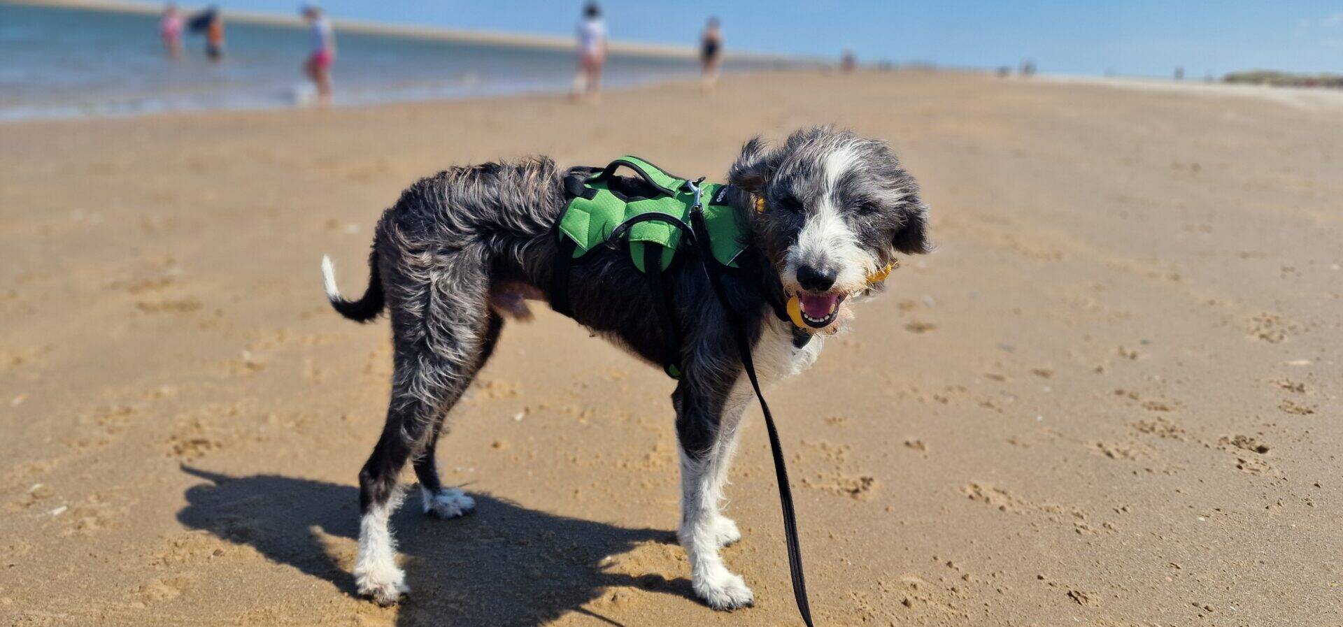 A black and white lurcher cross dog wearing a green harness stands on a sandy beach, looking at the camera. The dog is on a lead, and people are walking near the water in the background under a blue sky.