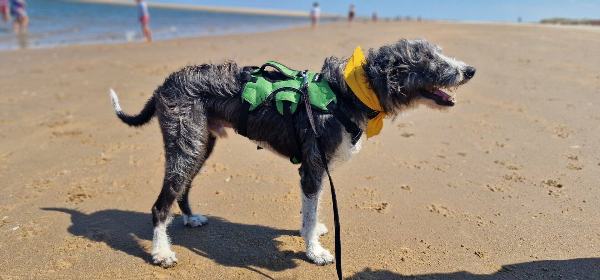 A black and white lurcher cross dog wearing a green harness and yellow bandana stands on a sandy beach, with the sea and blurred people in the background.