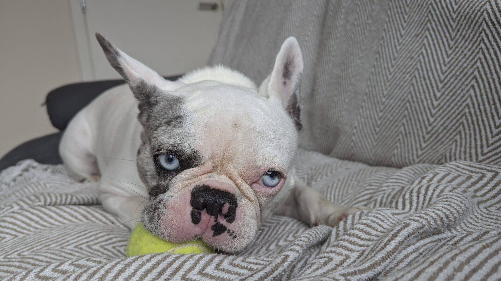 A white and grey French Bulldog named Blu with heterochromia lies on a patterned blanket, resting its head on a yellow tennis ball and looking directly at the camera.