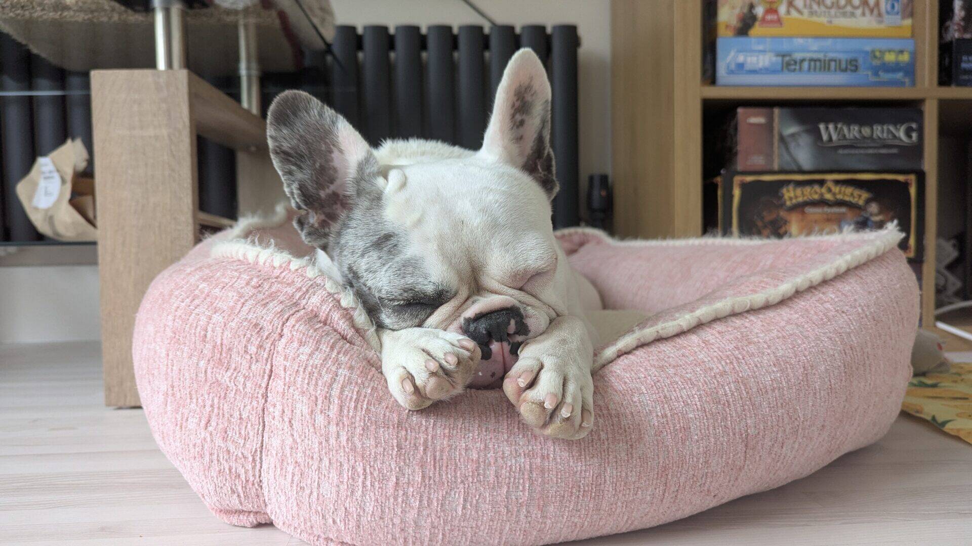A Blue French Bulldog with a white and grey coat sleeps with its head on its paws in a pink dog bed, in a cosy room with board games visible on a shelf in the background.