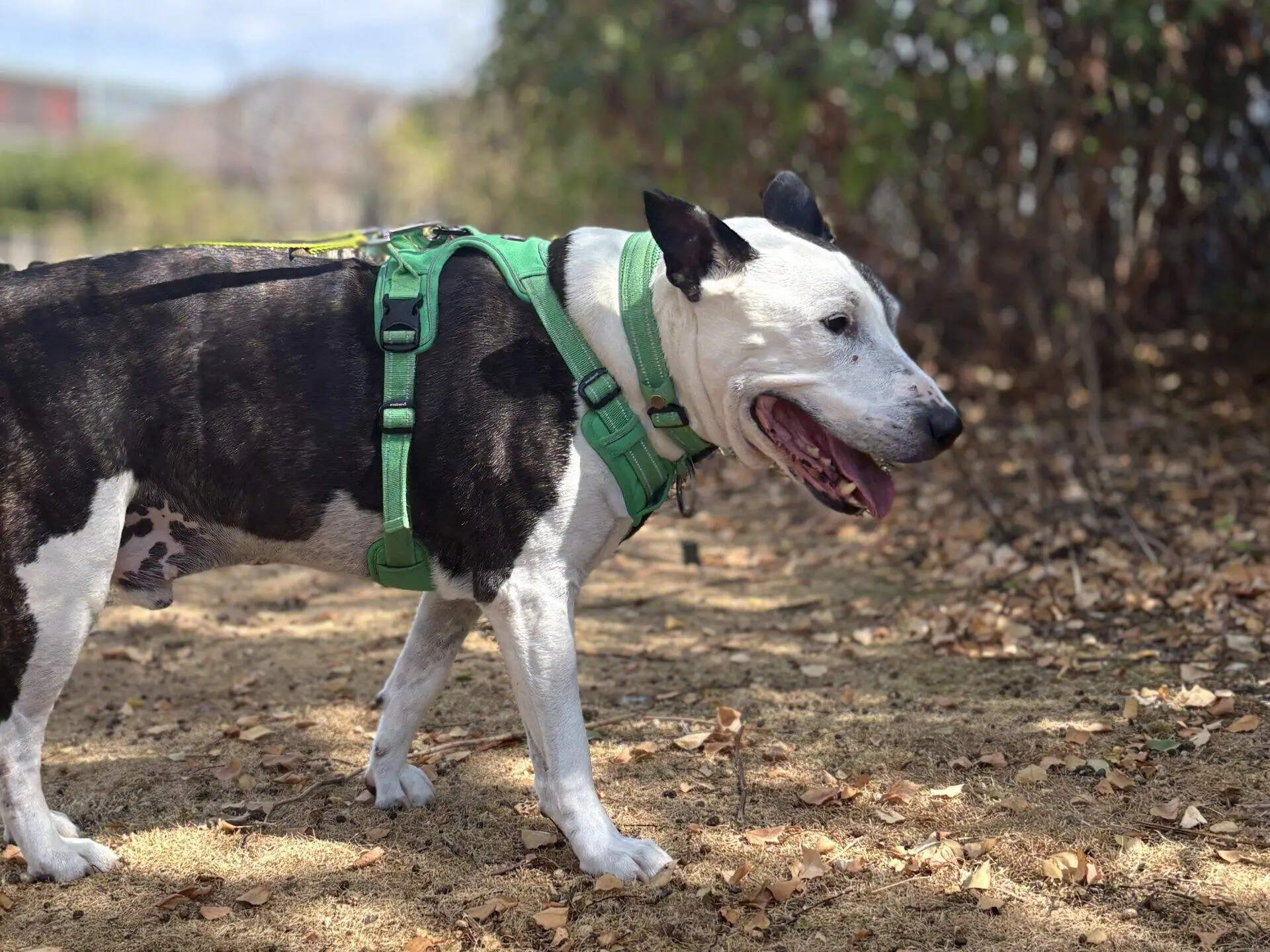 A black and white English Bull Terrier named Buddy stands outside on dry, leaf-strewn ground, wearing a bright green harness. With its mouth open and tongue out, the dog appears happy as trees and shrubs blur softly in the background.