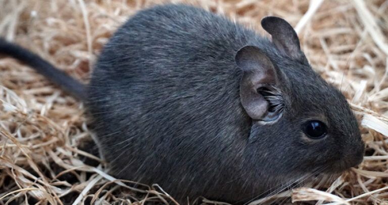 Black degu