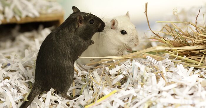 Two gerbils playing