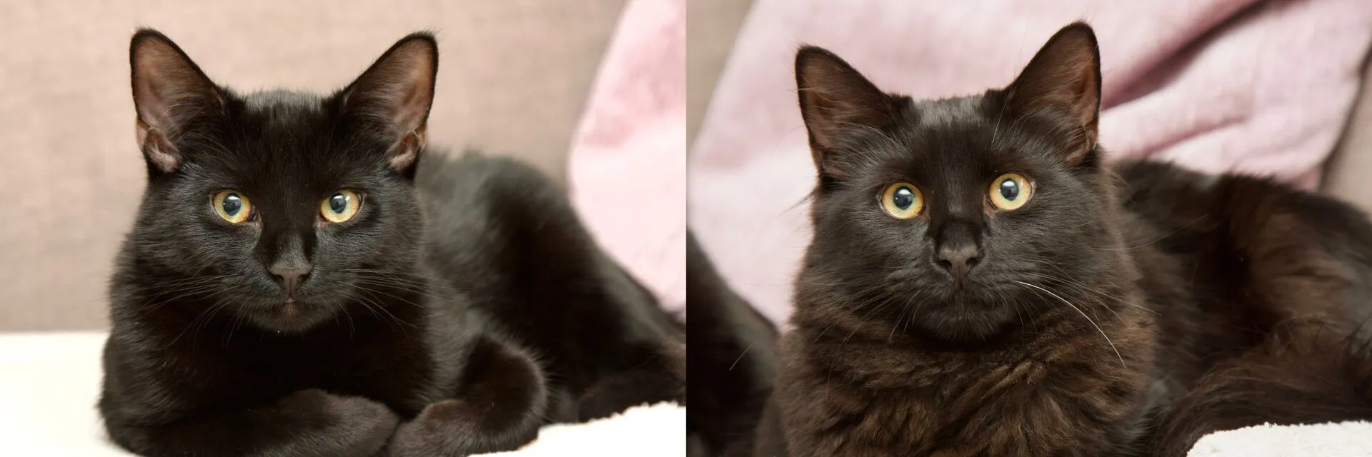 Two black cats from Woodgreen lying down