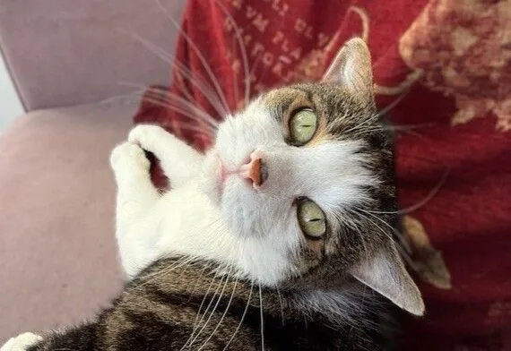 A tabby and white domestic shorthaired cat lounges on a sofa, looking up at the camera.