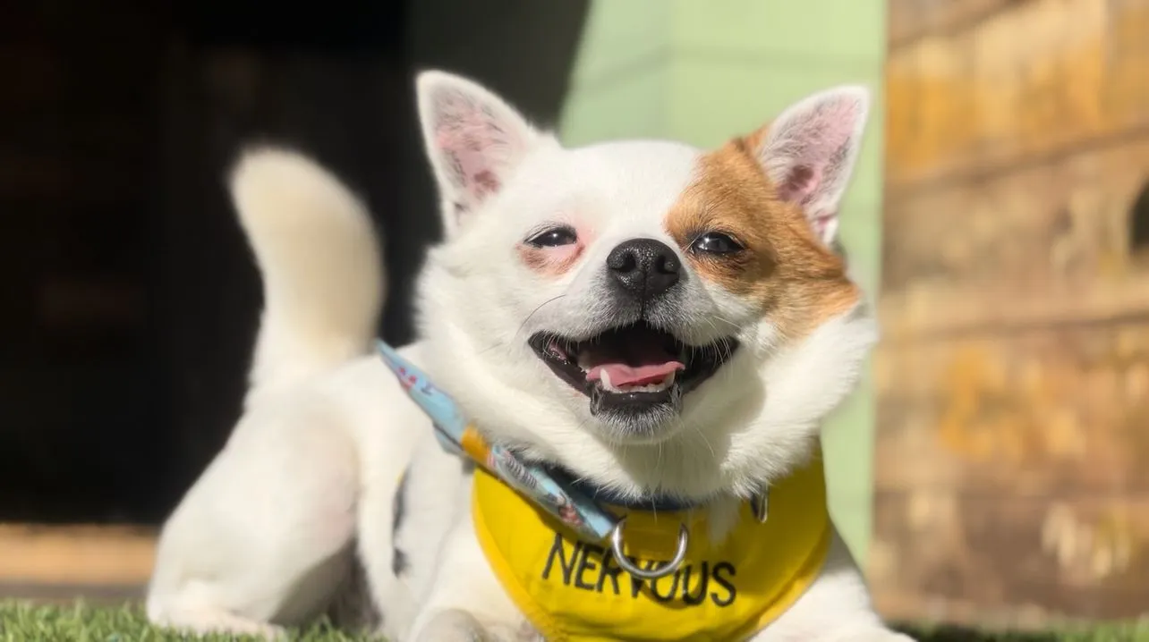 A small white dog with brown patches wears a yellow bandana labeled Nervous and a blue collar. The dog is laying on grass in the sunlight, looking happy with its mouth open and tongue visible.