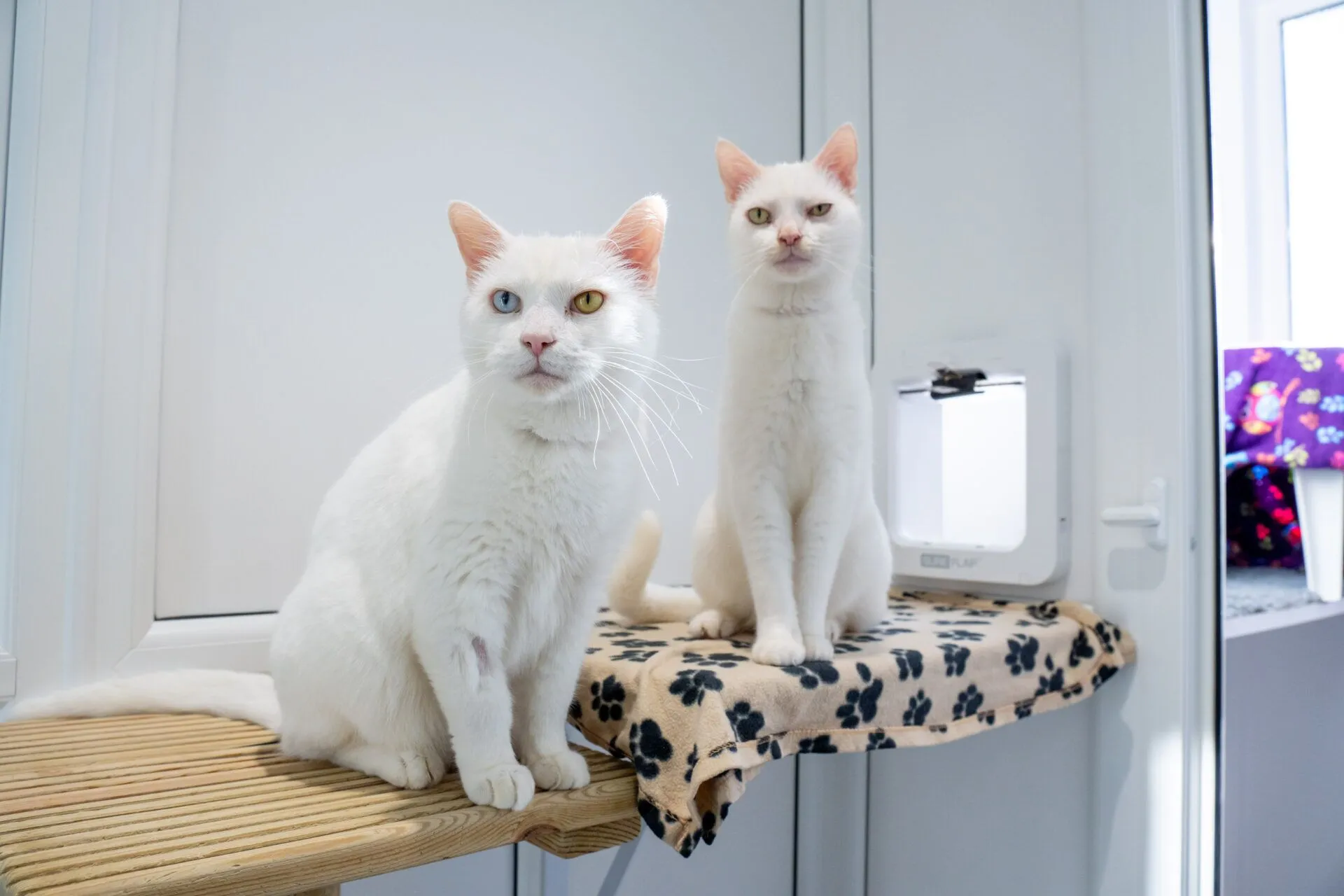 Two white cats with different colored eyes sit on cat shelves by a window. One shelf is covered with a paw-print blanket. Sunlight streams through the window, brightening the clean, white room.
