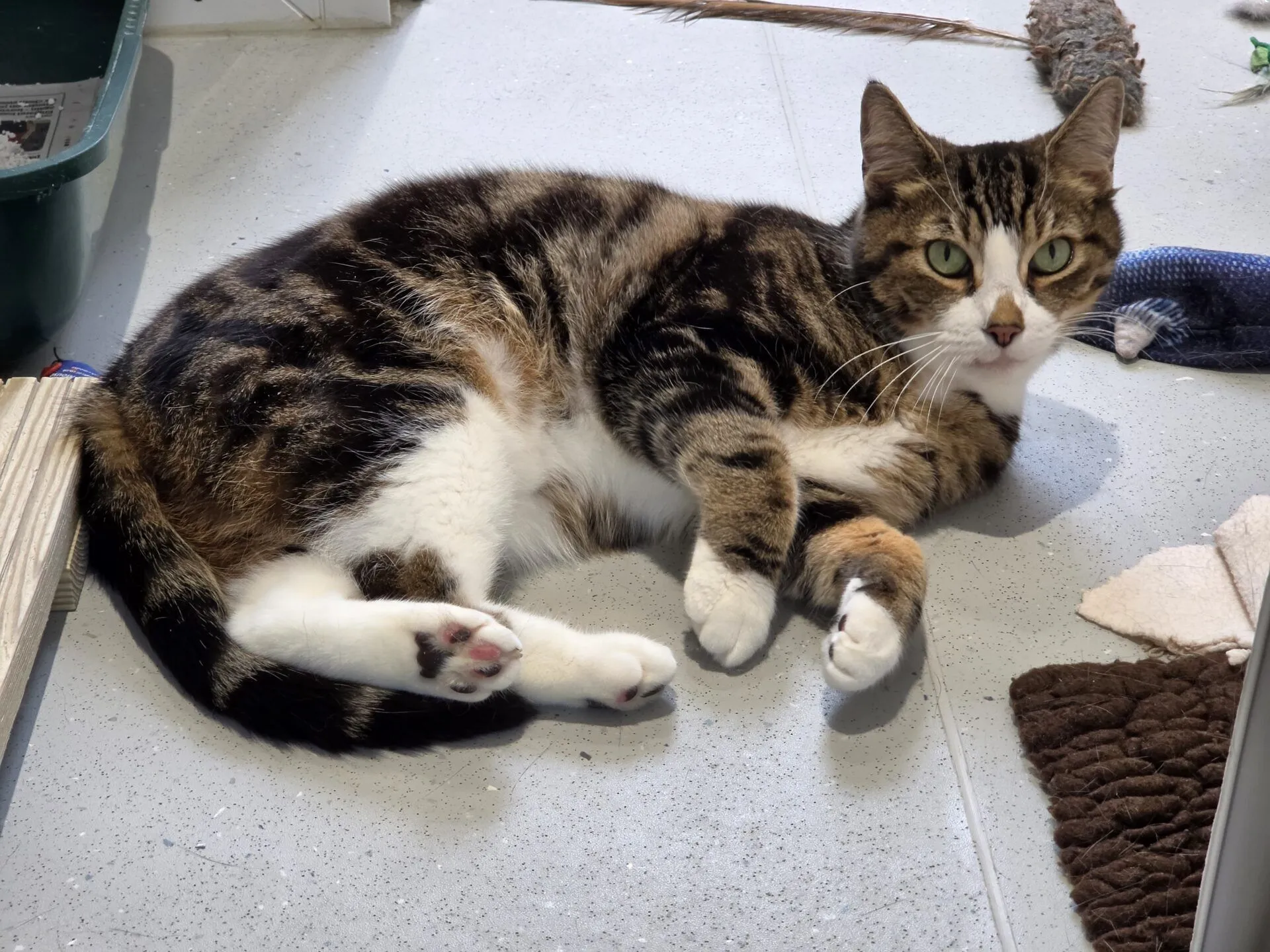 A tabby and white cat with green eyes is lying on its side on a tiled floor, surrounded by various toys and textured mats. The cat is looking towards the camera.