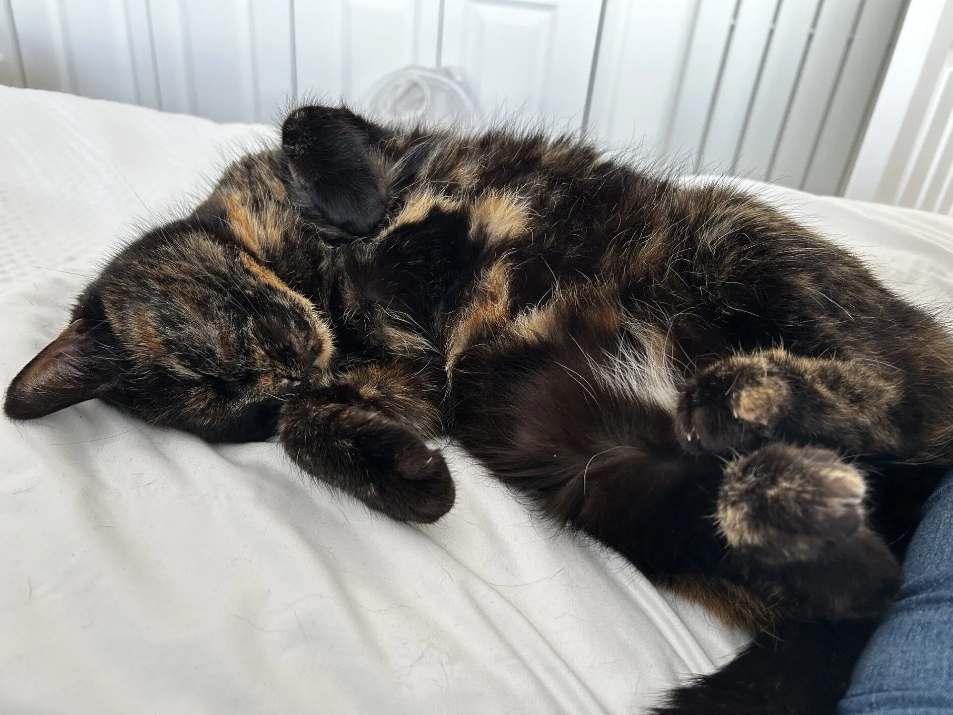 A tortoiseshell cat is lying on its back, sleeping comfortably on a white bedspread with its paws curled up. The background shows white wardrobe doors and part of a human leg.