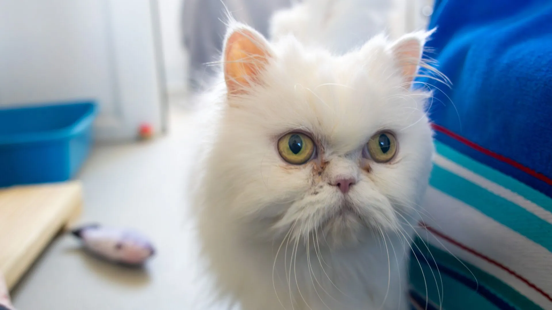 A close-up of a fluffy white Persian cat with large yellow-green eyes and a slightly grumpy expression, indoors near a blue-striped blanket and a blue litter tray.