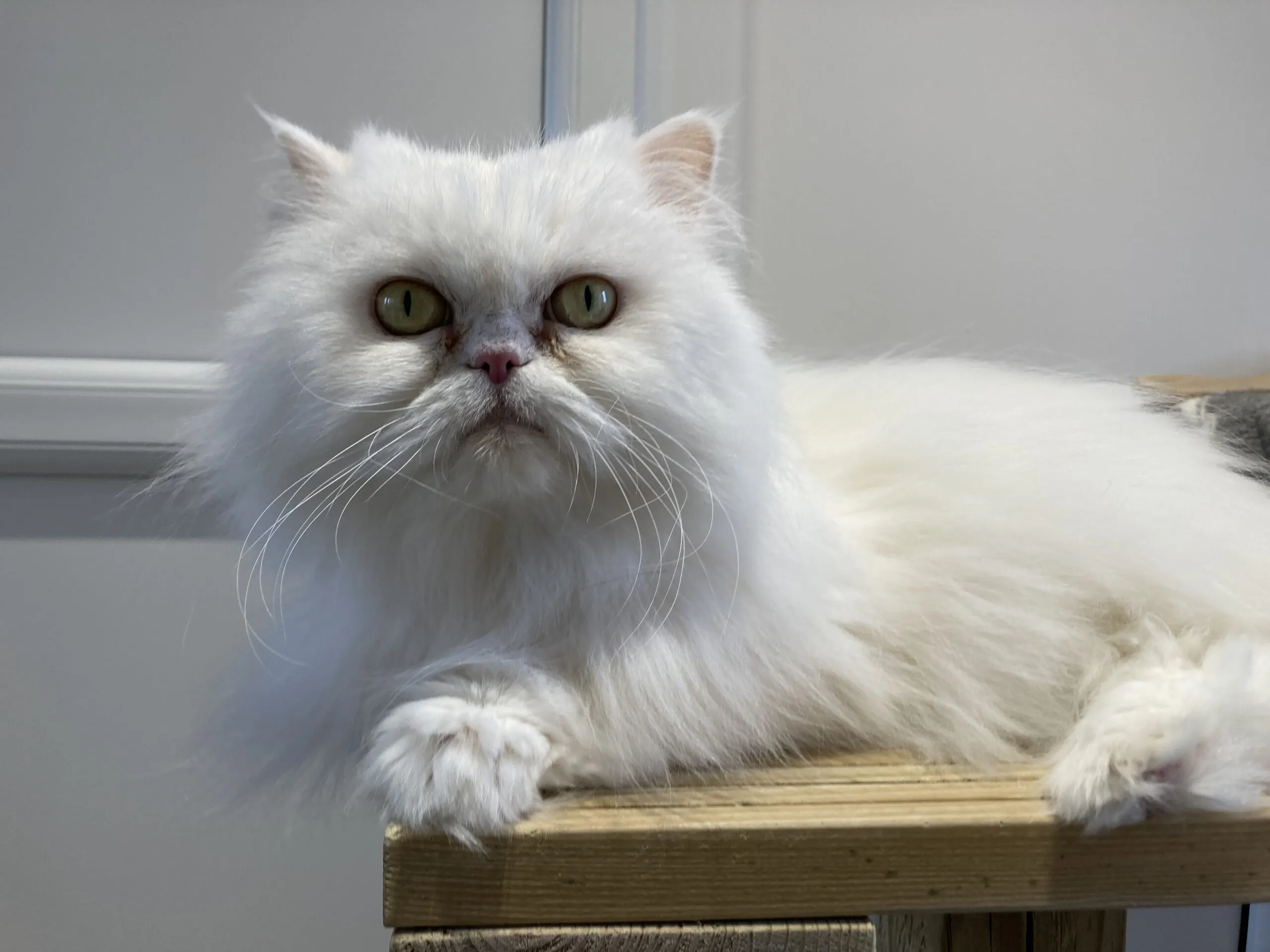 A fluffy white Persian cat with yellow-green eyes lies on a wooden surface, looking directly at the camera. The background is a light-coloured wall with decorative moulding.