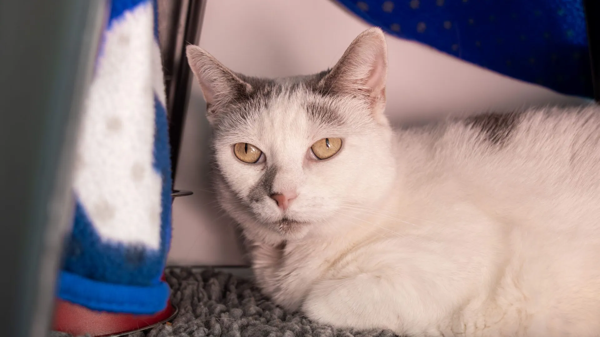 A white cat with grey markings lies on a grey textured surface, gazing calmly at the camera. Blue and white fabric and part of a chair are visible in the background.